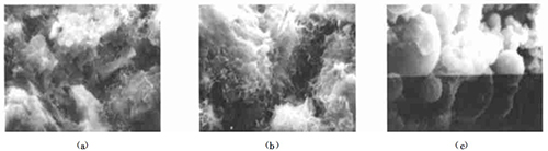 1號樣品(425#礦渣水泥+原狀粉煤灰)的SEM晶乳