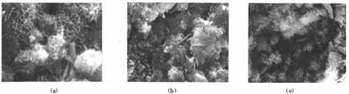 3號樣品(525#普硅水泥+磨細(xì)礦粉+磨細(xì)粉煤灰)SEM晶乳