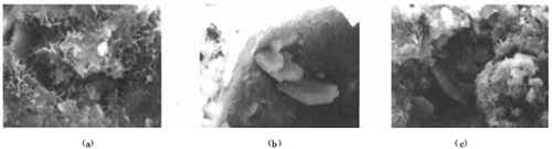 2號樣品(525#普硅水泥+磨細(xì)礦粉)的SEM晶乳